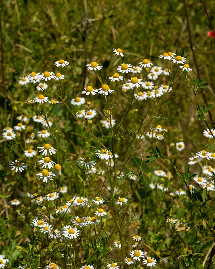 Matricaria chamomilla (e forse altro)